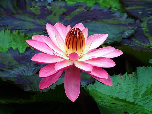 crowned lilly